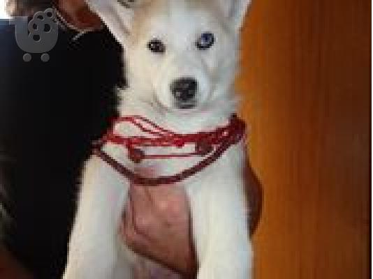 χασκι σιβιριασ